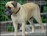 Bournevalley's Odysseus " Matti "