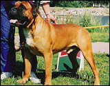 Bulldale's Benedicte " Pentti "