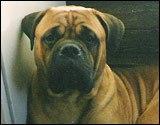 Bulldale's Charlie " Zasse "
