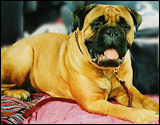 Bulldale's Ginger " Mosse "