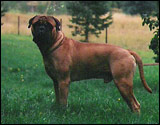 Bulldale's Gontzales " Paavo