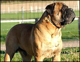 Bulldale's Octavius " Olli " 