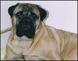 Bulldale's Unicucca " Pöpö " 