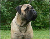 Bulldale's ZinZano " Ellu "