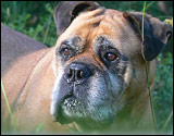 Bulldale's Kingcup " Nelli " 