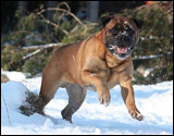 Bulldale's Winnie the Pooh " Onni"