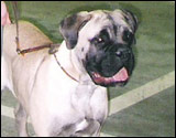 Bulldale's Rescator (at six months)