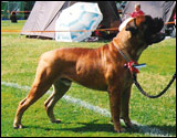 Bulldale's Emil " Tobias "