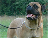 Bulldale's Zerlina " Viivi"