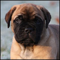 Bulldale's Joker "Remppa-Leevi"