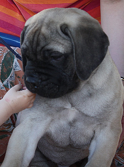 Bulldale's Lucius Verus "Peikko"