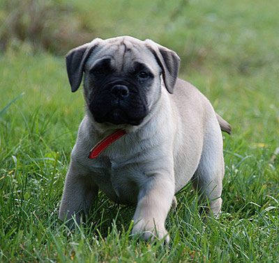 Athena "Fanny"
