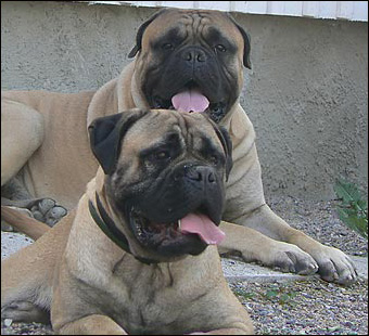 Ellu & Bumba