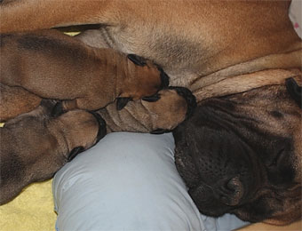 Banda & puppies