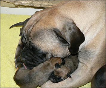 Jabba and puppies