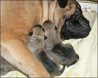 Sanni and puppies