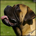 Bulldale's Don Aramis "Arttu"