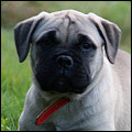 Athena "Fanny"