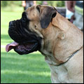 Bulldale's Hippolyte "Mocca"