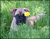 at seven weeks