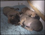 Ellu's puppies 4 weeks