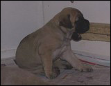 Ellu's puppies 4 weeks