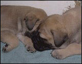 Ellu's puppies 4 weeks