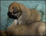 Ellu's puppies 4 weeks