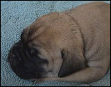 Ellu's puppies 4 weeks