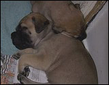 Ellu's puppies 4 weeks