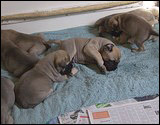 Ellu's puppies 4 weeks