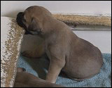 Ellu's puppies 4 weeks
