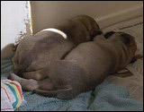 Ellu's puppies 4 weeks
