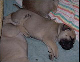 Ellu's puppies 4 weeks