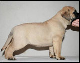 at six weeks
