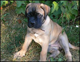 Banda at eight weeks