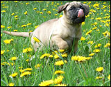 Hilma