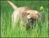 Hilma