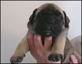 at two and half weeks