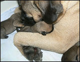 Ellu & puppies