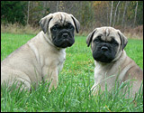 Puppies 6 weeks - Pennut 6 viikkoa