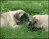 Puppies 6 weeks - Pennut 6 viikkoa