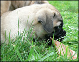 Puppies 6 weeks - Pennut 6 viikkoa