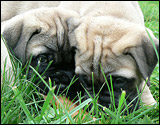Puppies 6 weeks - Pennut 6 viikkoa