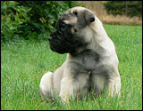 Puppies 6 weeks - Pennut 6 viikkoa