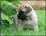 Puppies 6 weeks - Pennut 6 viikkoa