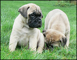 Puppies 6 weeks - Pennut 6 viikkoa