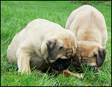 Puppies 6 weeks - Pennut 6 viikkoa