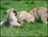 Puppies 6 weeks - Pennut 6 viikkoa