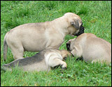 Puppies 6 weeks - Pennut 6 viikkoa